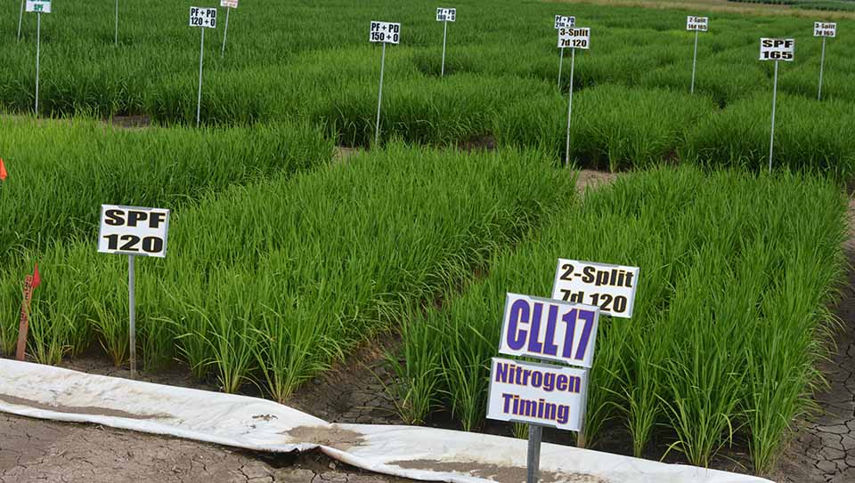 Researchers study furrow-irrigated rice